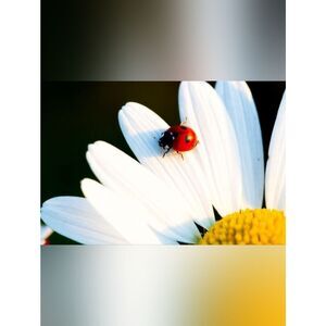 Red and Black Ladybug Decorative Custom Fridge Magnet Home Kitchen Decor